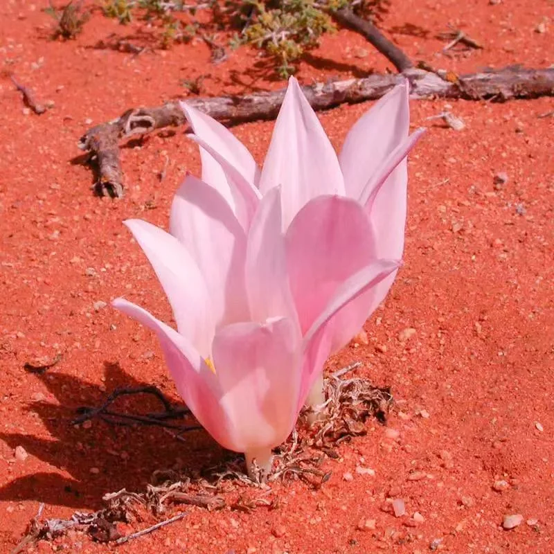 plant Aeonium Echeveria Haworthia  Caudex  Lithops Cactus  Agave 