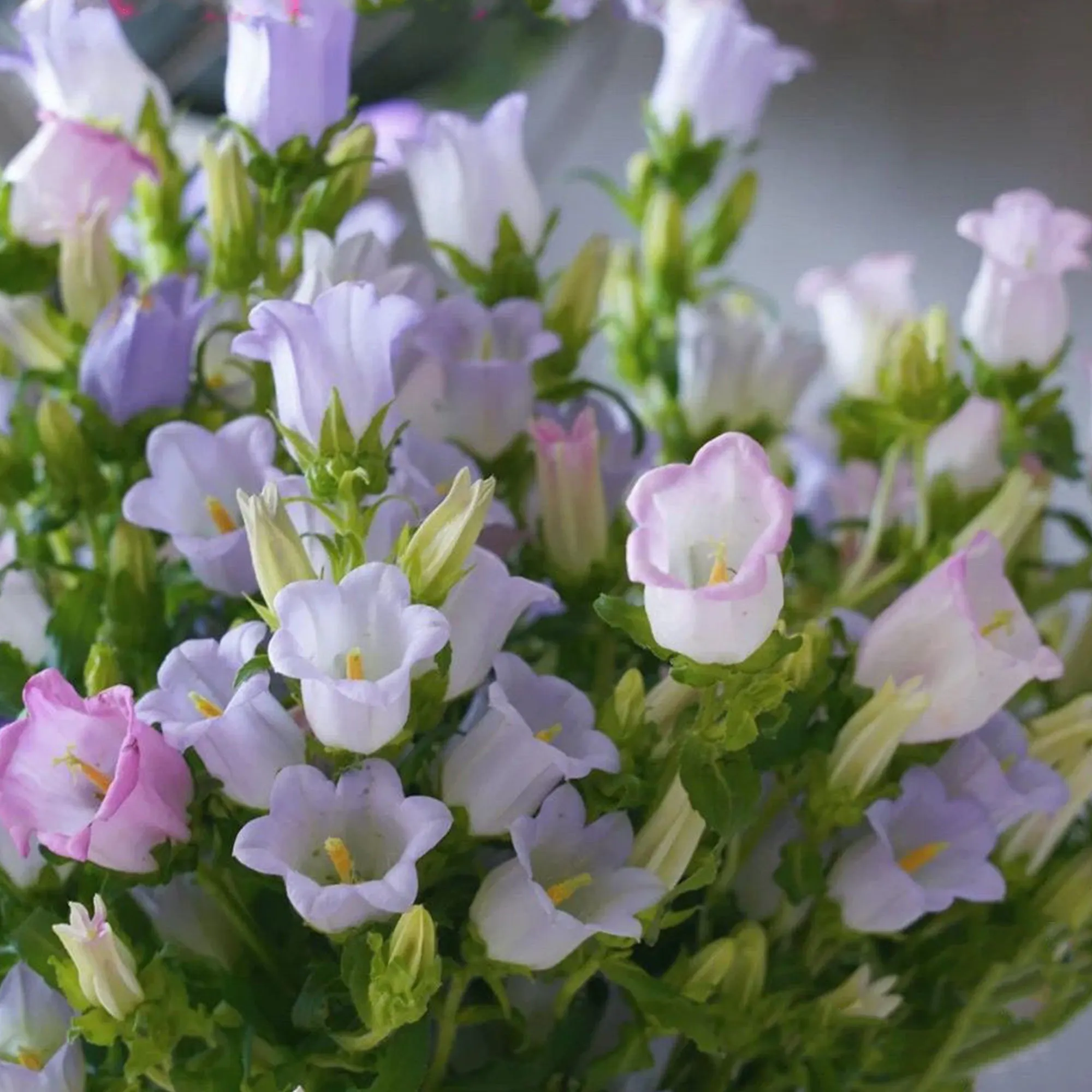 Campanula Seeds, Potted Flower Seeds