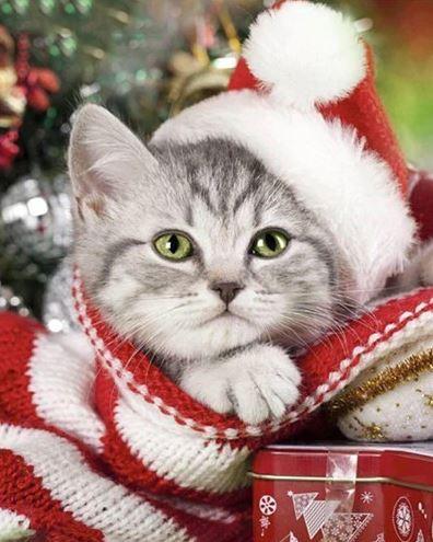 

Christmas Kitten Cat – Paint By Numbers - 40*50CM, 501 Original