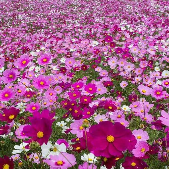 Cosmos Seeds - Apricot Lemonade - Packet, Pink