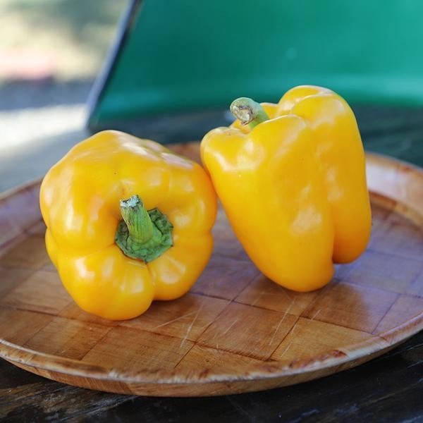 Pepper Deniro F1 Organic Jonyparkseed®