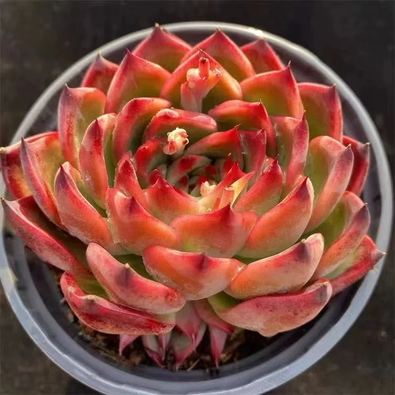 plant Aeonium Echeveria Haworthia  Caudex  Lithops Cactus  Agave 