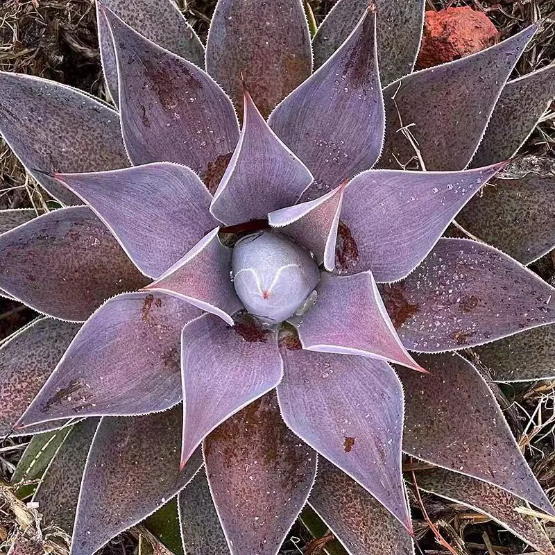 plant Aeonium Echeveria Haworthia  Caudex  Lithops Cactus  Agave 