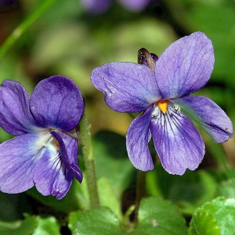 Sweet Violet Seeds (Viola odorata)Packet of 40+ Seeds