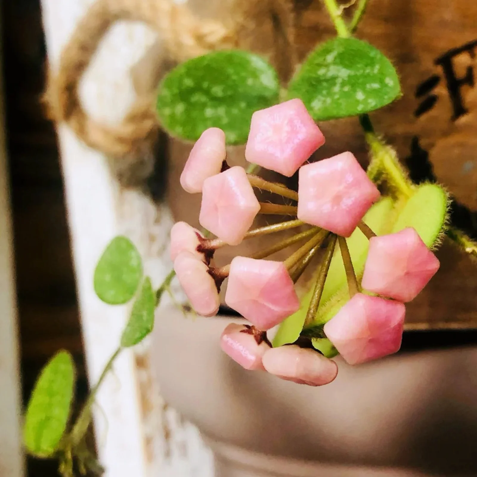 品質が Hoya thomsonii pink その他観葉植物