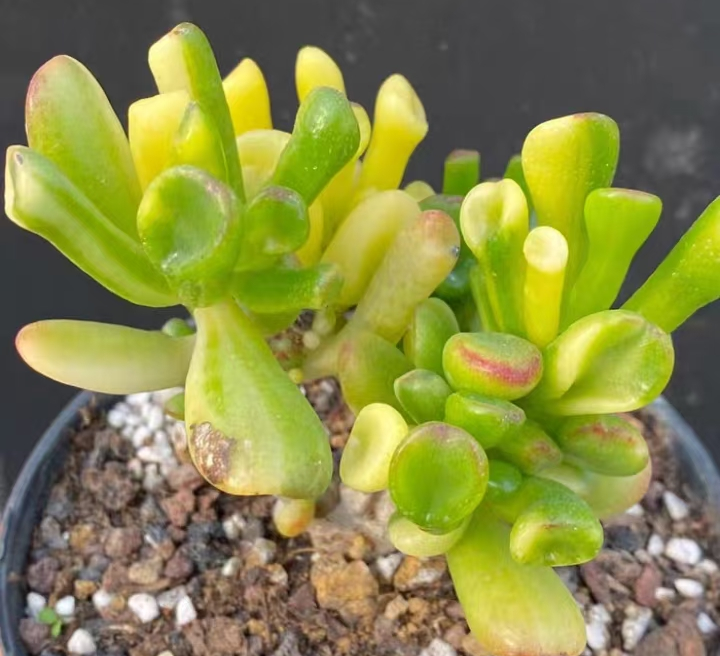 plant Aeonium Echeveria Haworthia  Caudex  Lithops Cactus  Agave 