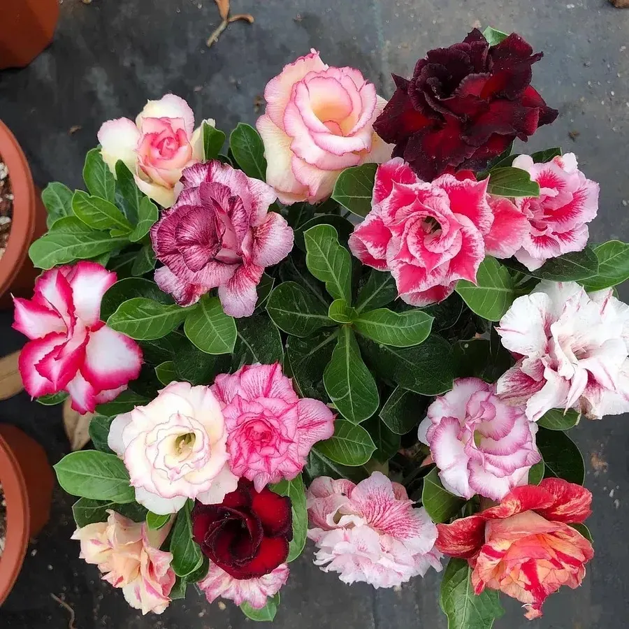 🎁Super easy care! 🌵Desert Rose Bulbs🌸 Adenium Obesum Bulbs