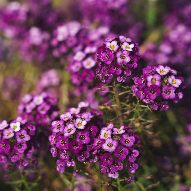 Alyssum Violet Queen Flower | X 200 seeds