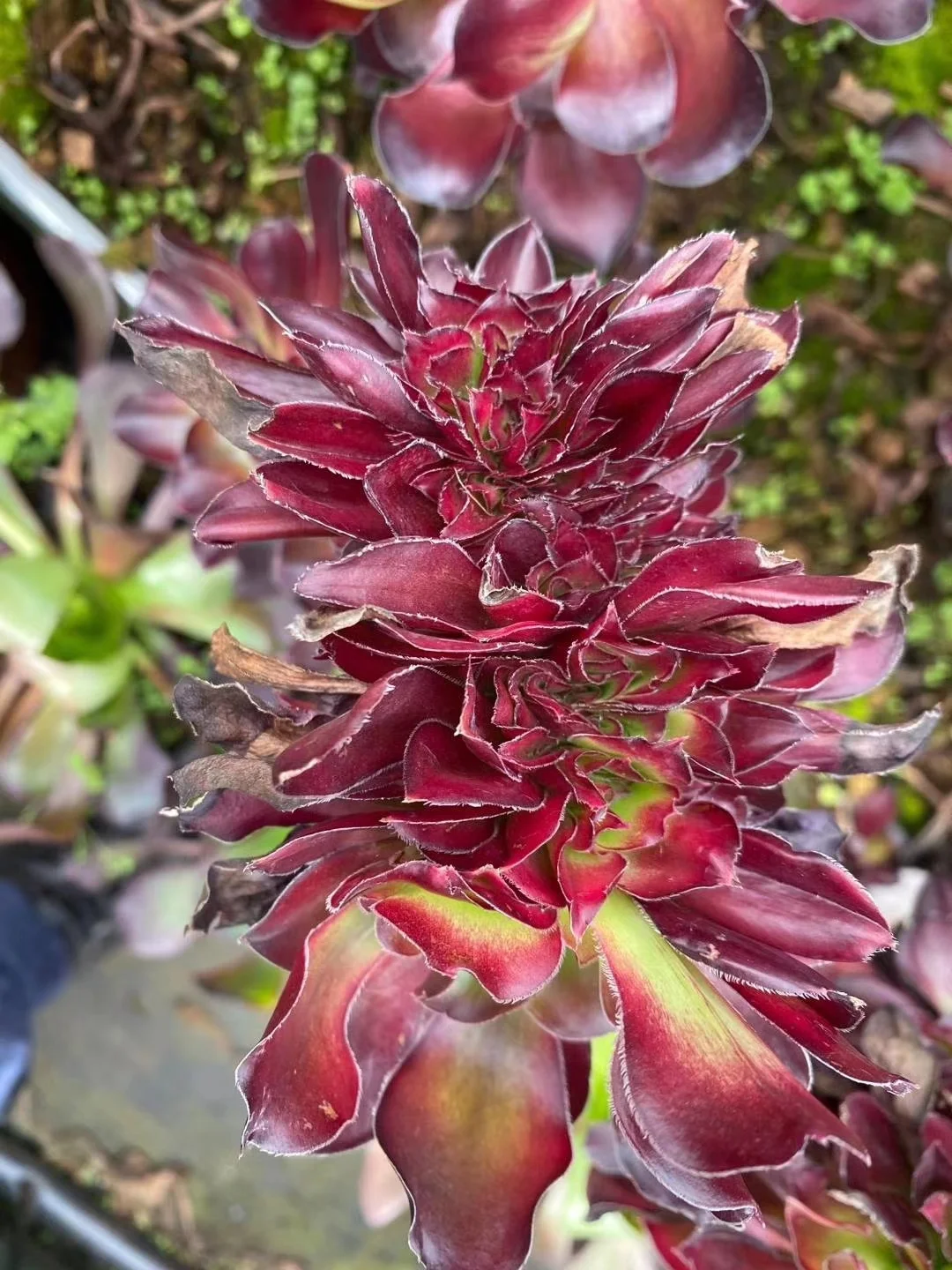 plant Aeonium Echeveria Haworthia  Caudex  Lithops Cactus  Agave 