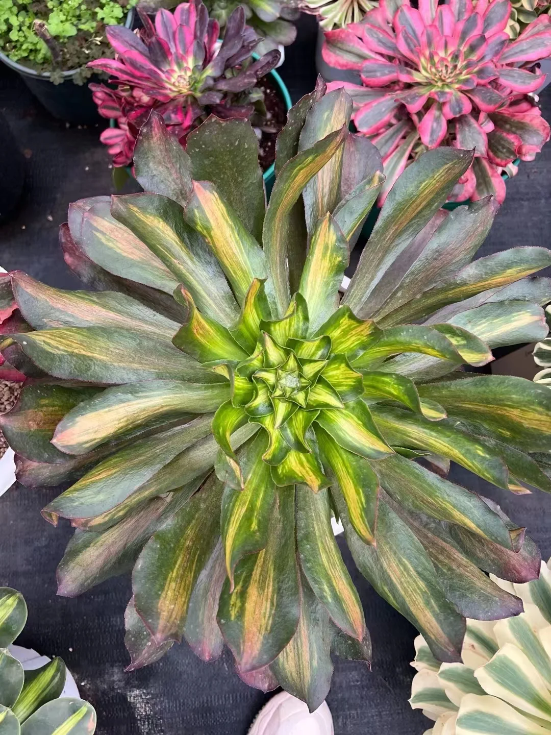  122. Phantom middle spot cutting 8-10cm  / Aeonium  plants/ Succulent plants / Garden landscape / Carefully select healthy plants