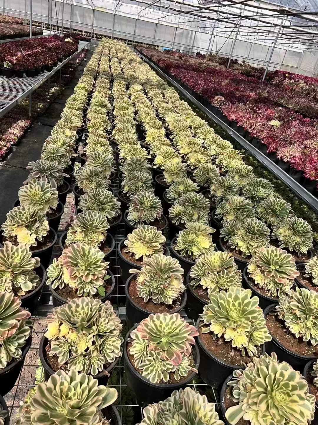 plant Aeonium Echeveria Haworthia  Caudex  Lithops Cactus  Agave 