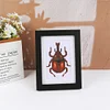 8pcs Insect DIY Mini Round Diamond Painting Set 12x17cm
