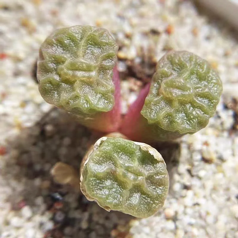 880.   Sumai 1-1.3cm single head/ Lithops and Conophytum  /  Succulent plants / Garden landscape / Carefully select healthy plants