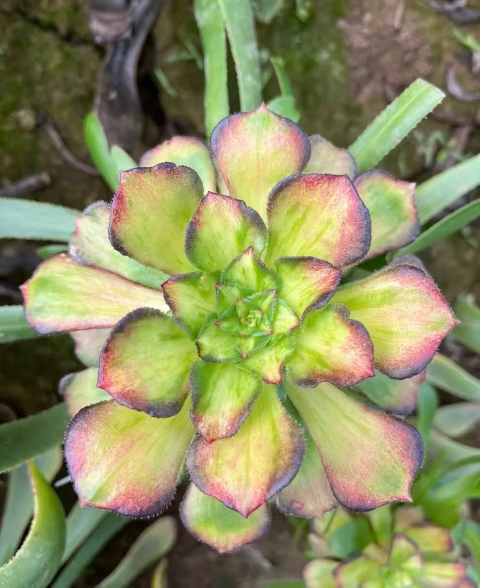 plant Aeonium Echeveria Haworthia  Caudex  Lithops Cactus  Agave 