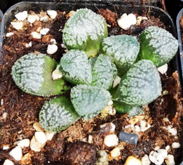 bjbm35.Haworthia Mordor.4-5cm / Haworthia/ Succulent plants / Garden landscape / Carefully select healthy plants