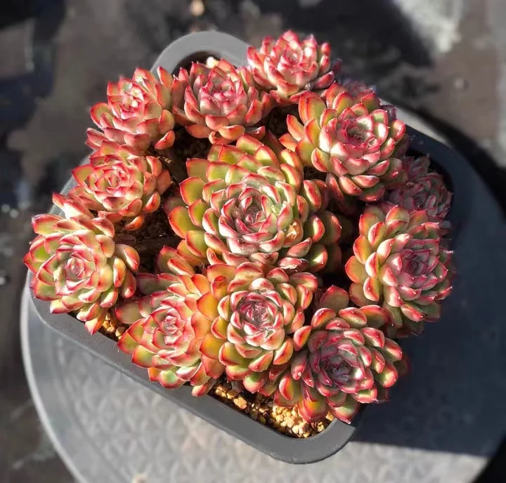369.  Lotus   single head and cluster/ Echeveria / Succulent plants / Garden landscape / Carefully select healthy plants