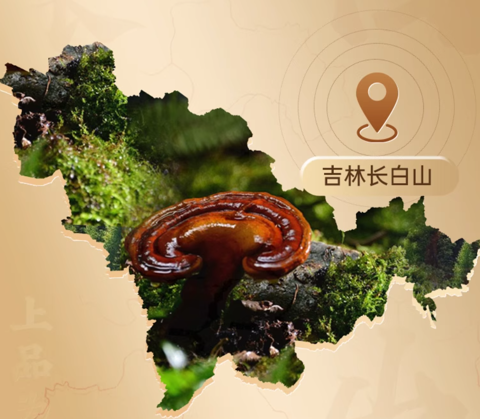 Reishi Spore Powder: A Precious Herbal Treasure from Traditional Chinese Medicine