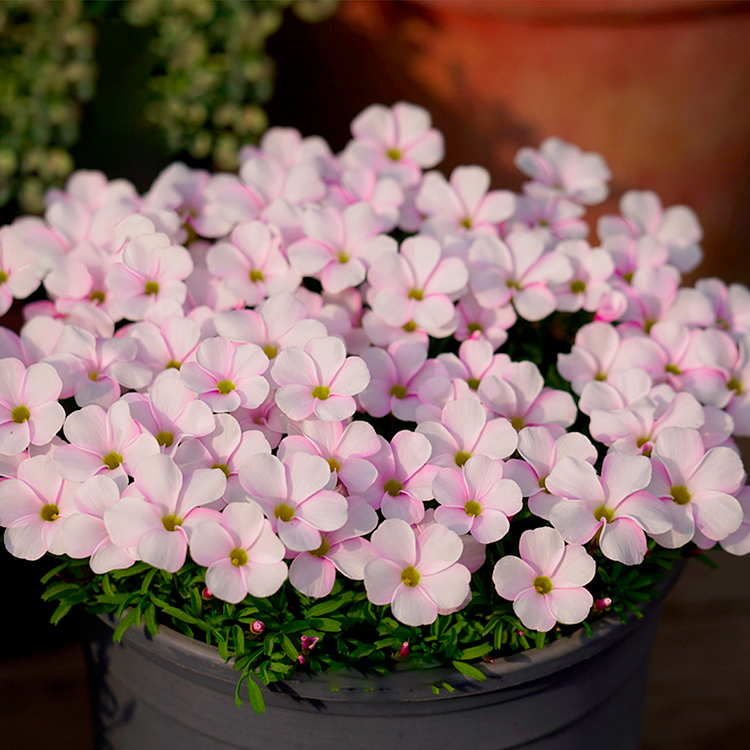 Oxalis - Cut Flower Shamrock​