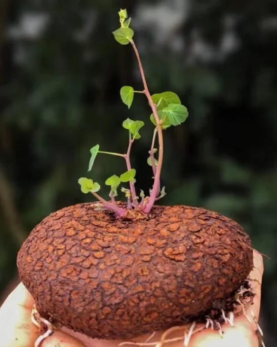 plant Aeonium Echeveria Haworthia  Caudex  Lithops Cactus  Agave 