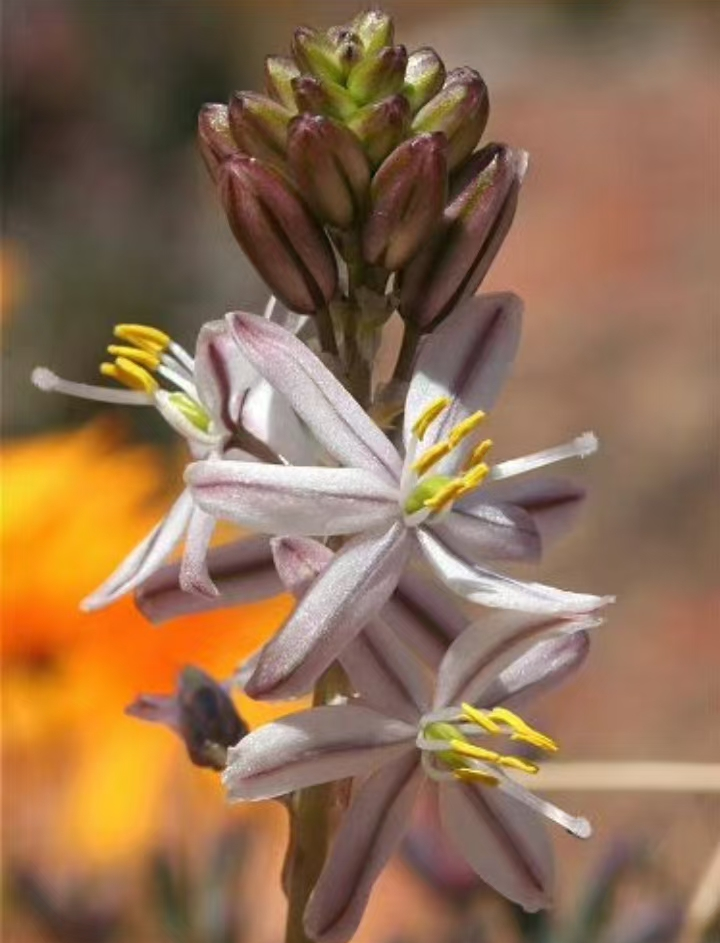 803.  Drimia multifolia  1-1.5cm  / Caudex  / Succulent plants / Garden landscape / Carefully select healthy plants
