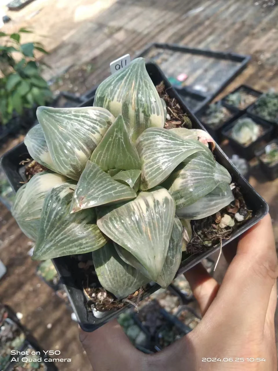 onestock .Haworthia retusa var 11cm /  Haworthia/ Succulent plants / Garden landscape / Carefully select healthy plants