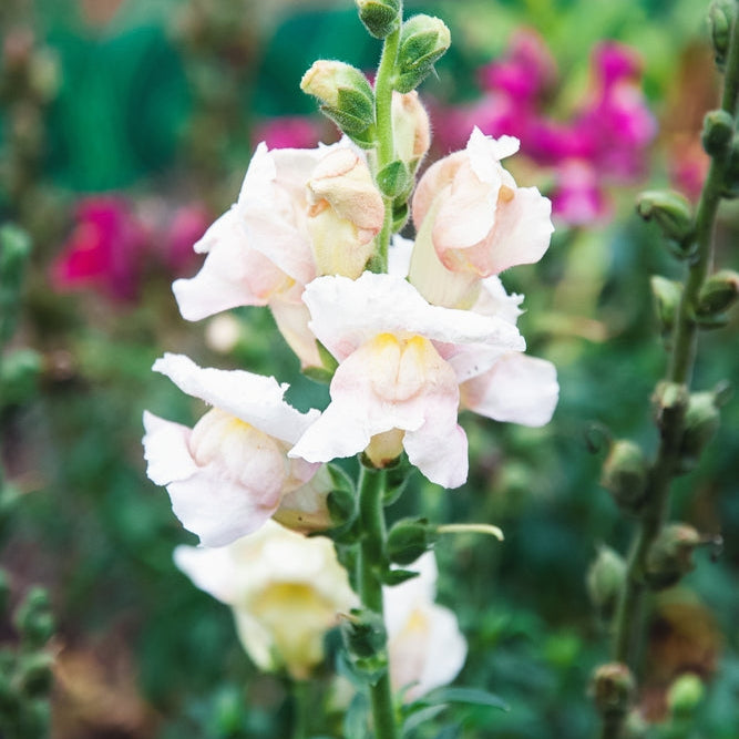 Snapdragon Costa Silver Pale Blush Flower | X 50 Seeds