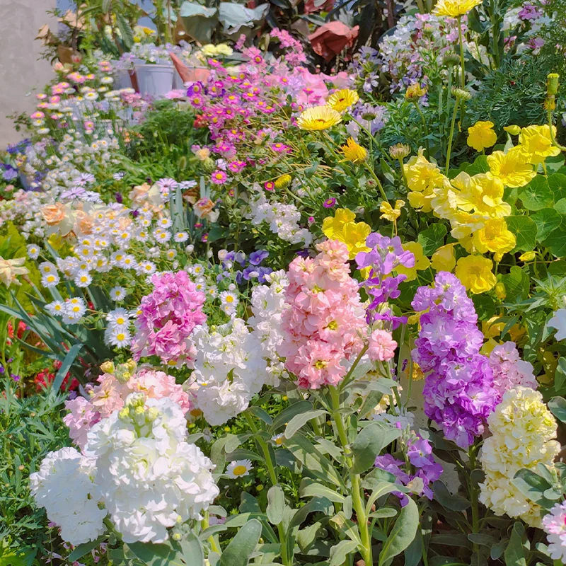 thumbnail image 2 of First Year Flowering Perennial Wildflower Seed Mix - Eden Brothers 2 of 9