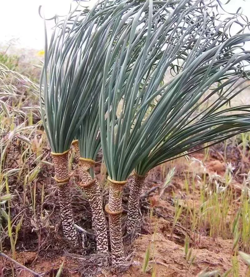 807.   Gethyllis britteniana  1.5-2cm / Caudex  / Succulent plants / Garden landscape / Carefully select healthy plants