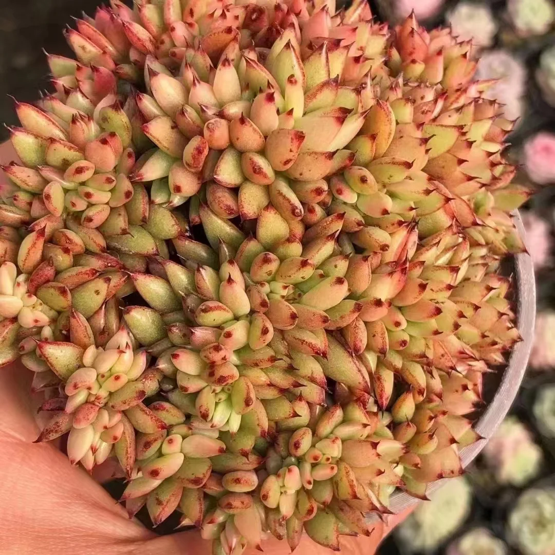 532. Echeveria  Golden Maria crested .  7-9cm / Echeveria/ Succulent plants / Garden landscape / Carefully select healthy plants