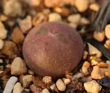 plant Aeonium Echeveria Haworthia  Caudex  Lithops Cactus  Agave 