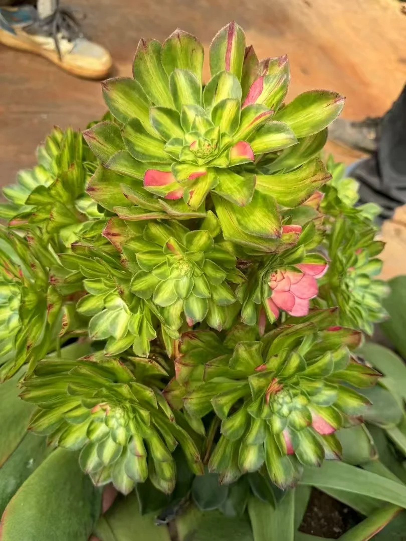 plant Aeonium Echeveria Haworthia  Caudex  Lithops Cactus  Agave 