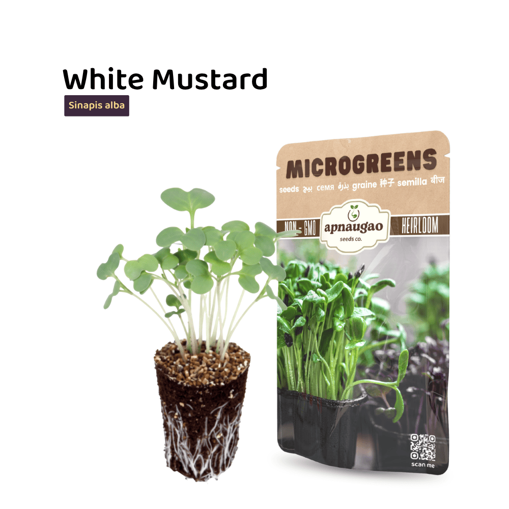 White Mustard Microgreens Seeds &ndash; Spicy, Zesty & Fast-Growing