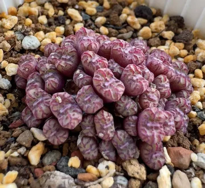 plant Aeonium Echeveria Haworthia  Caudex  Lithops Cactus  Agave 