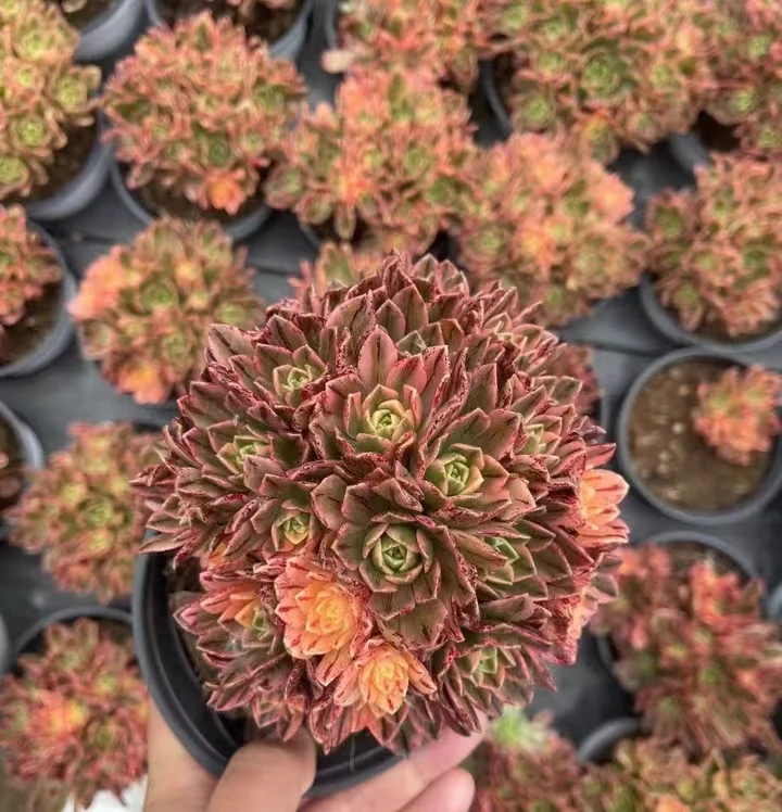 plant Aeonium Echeveria Haworthia  Caudex  Lithops Cactus  Agave 