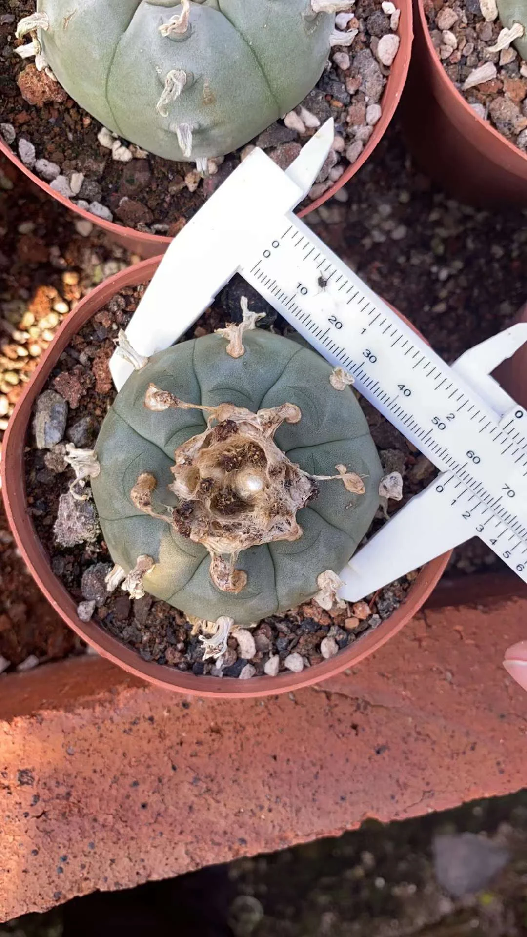 plant Aeonium Echeveria Haworthia  Caudex  Lithops Cactus  Agave 