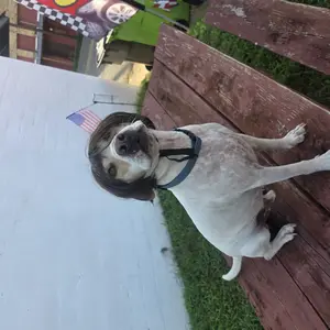 Customer pet wig dress-up style 2