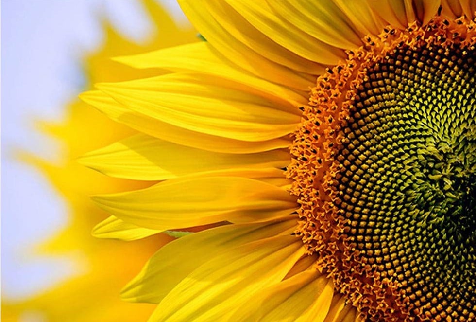 

Clear Sunflower – Paint By Numbers - 40*50CM, 501 Original