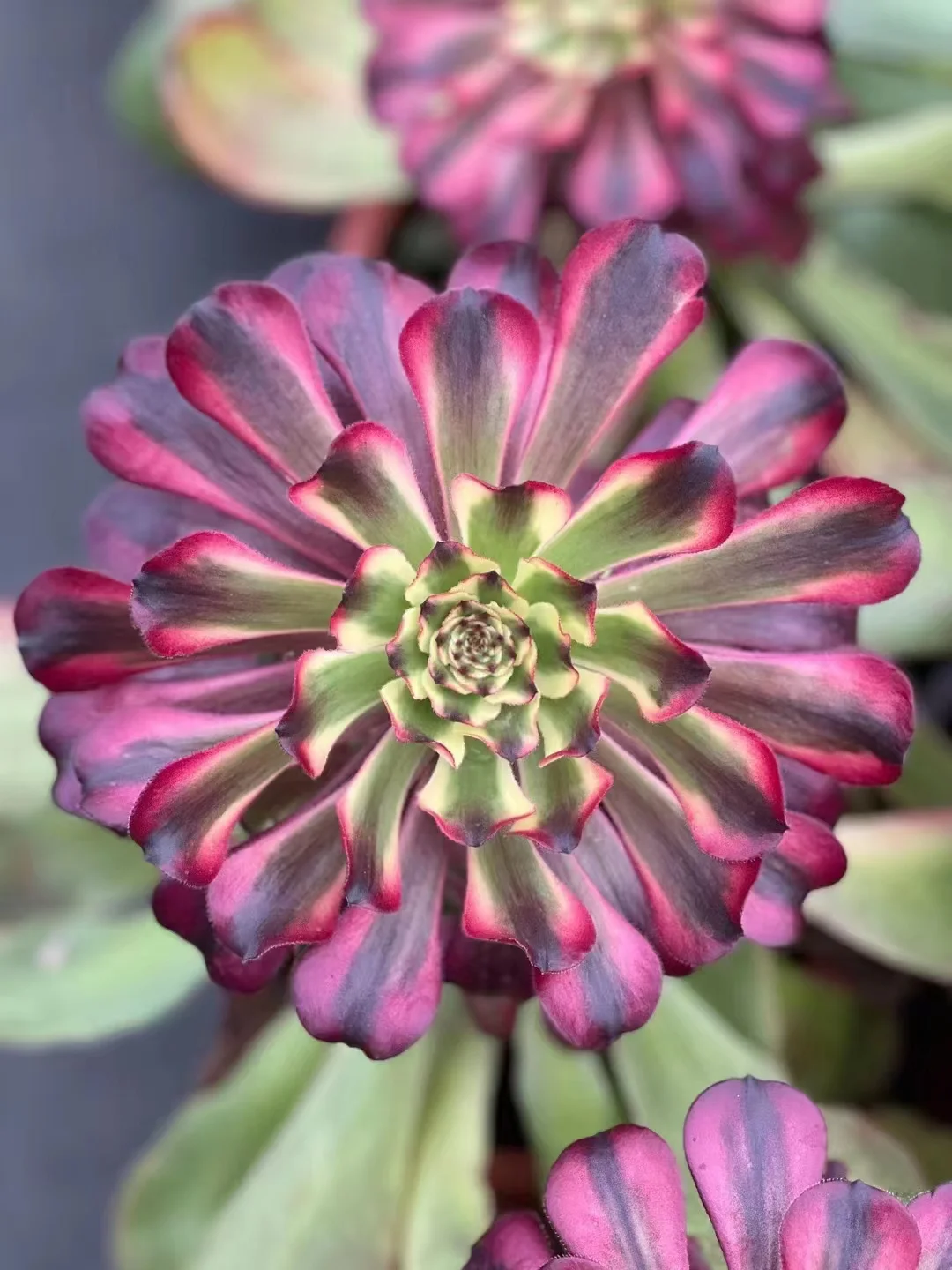 plant Aeonium Echeveria Haworthia  Caudex  Lithops Cactus  Agave 