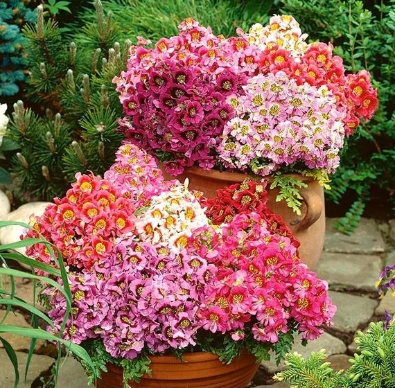 Butterfly Flower Seeds - Angel Wings Mix