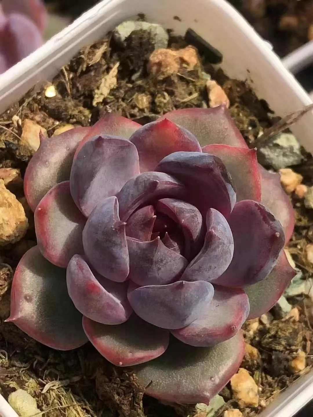 plant Aeonium Echeveria Haworthia  Caudex  Lithops Cactus  Agave 