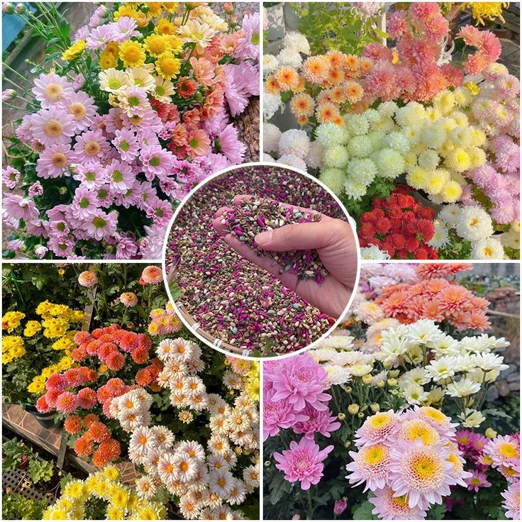 Last Day Sale - 60% OFF🌱 Pest Killer-Pyrethrum Daisy Seeds - Mixed Color