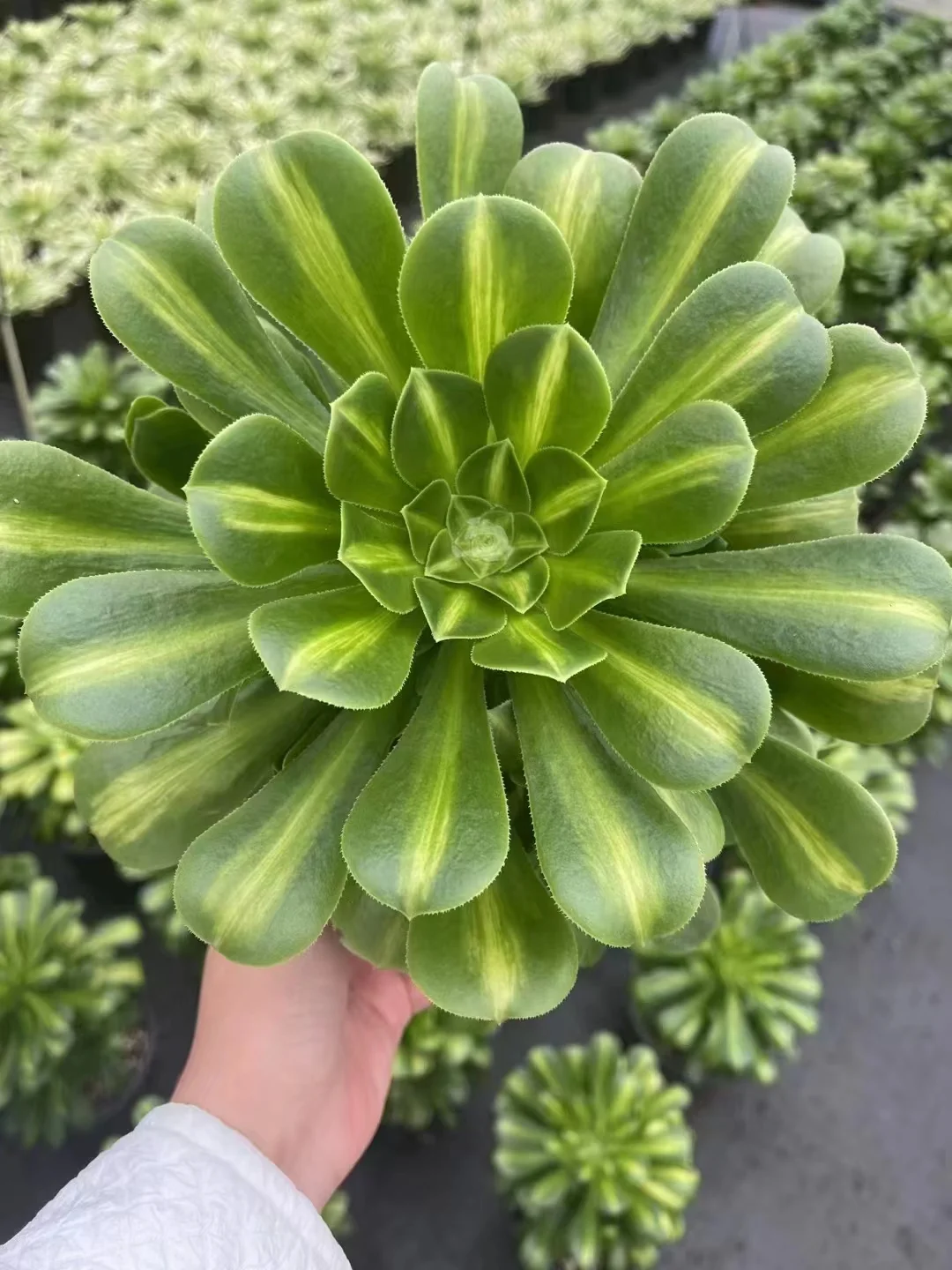 plant Aeonium Echeveria Haworthia  Caudex  Lithops Cactus  Agave 