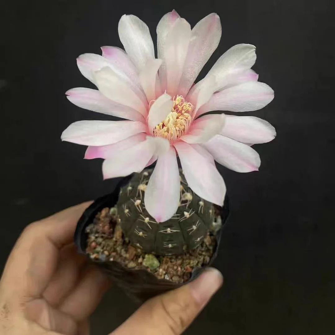 plant Aeonium Echeveria Haworthia  Caudex  Lithops Cactus  Agave 