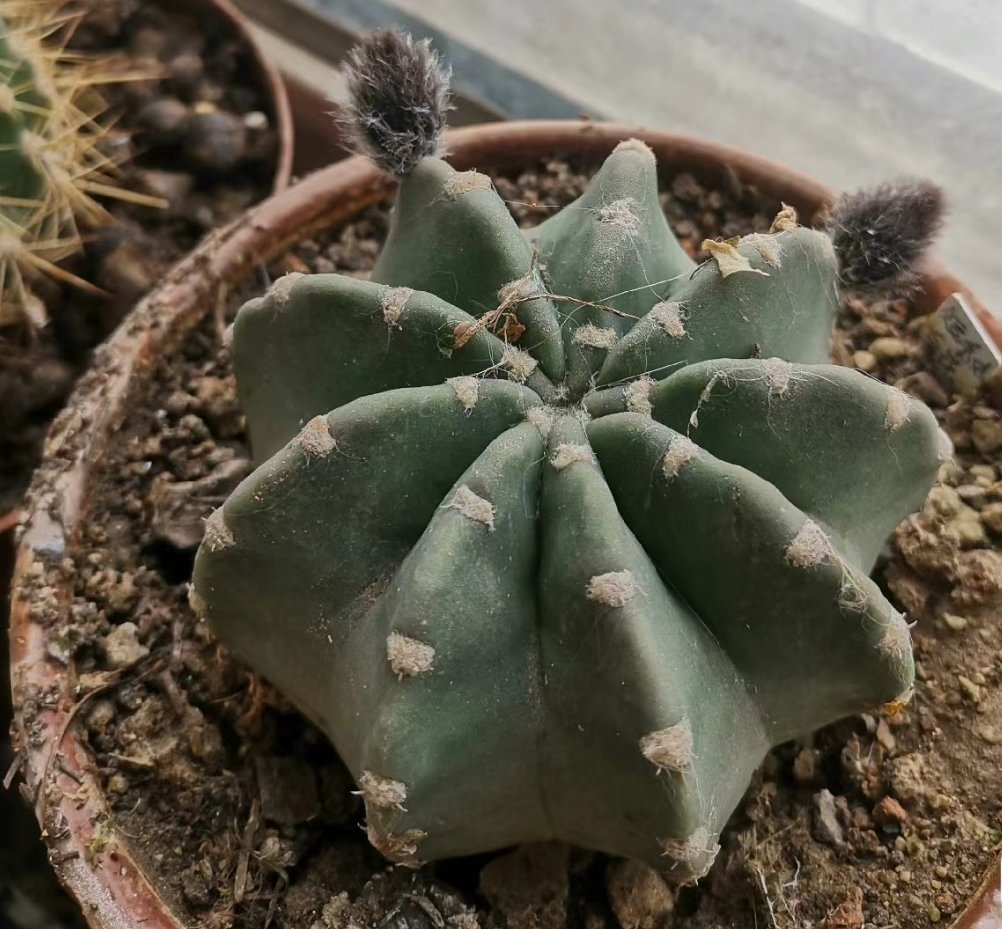 678.  Echinopsis tubiflora var   single  head  4-5cm  ./Cactus plants  / Succulent plants/Garden landscape / Carefully select healthy plants