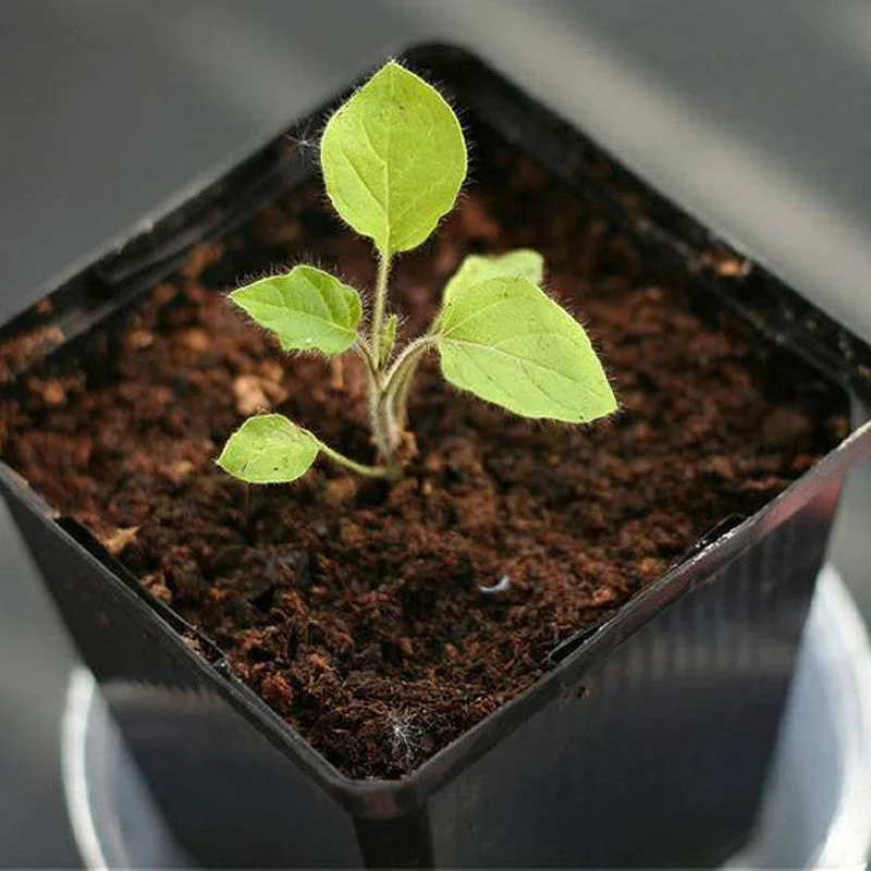 Rare Exotic Nipple Fruit Seed