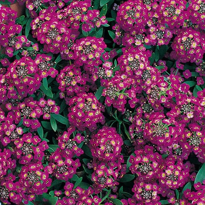 Alyssum Seeds, Royal Carpet