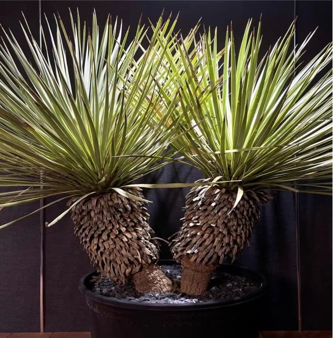 822.  Yucca rostrata  11-15cm height / Caudex  / Succulent plants / Garden landscape / Carefully select healthy plants