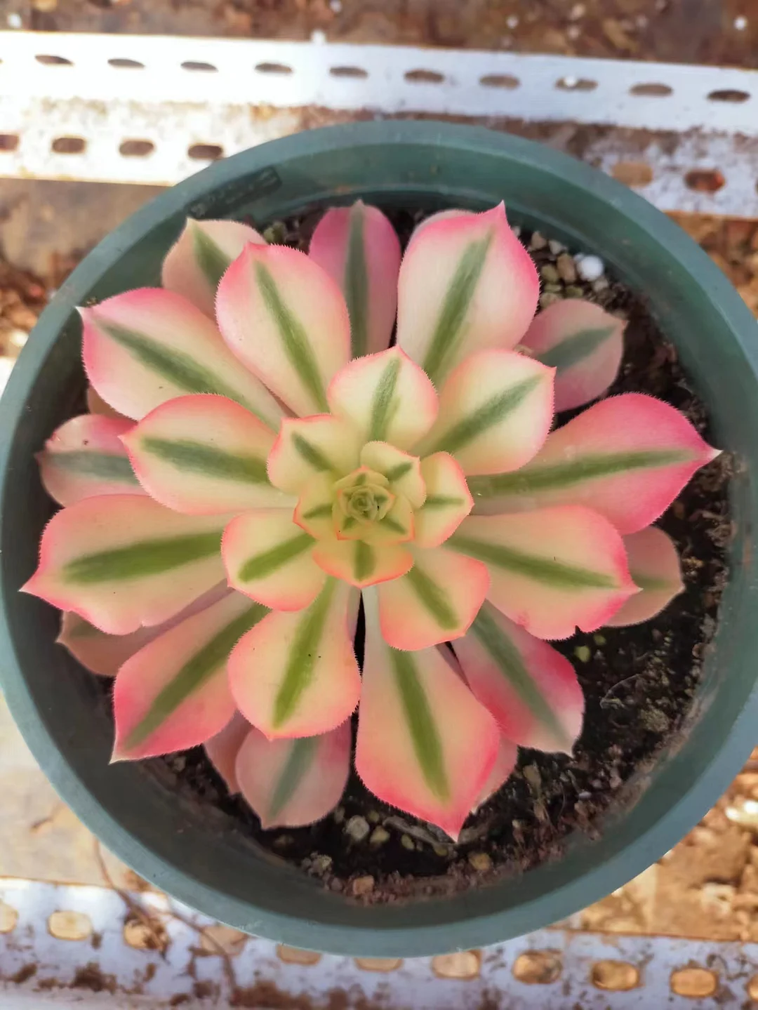 plant Aeonium Echeveria Haworthia  Caudex  Lithops Cactus  Agave 