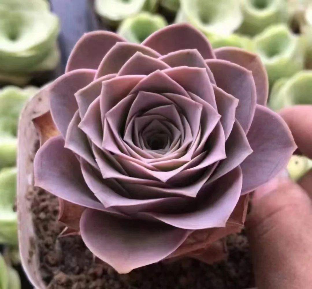 plant Aeonium Echeveria Haworthia  Caudex  Lithops Cactus  Agave 