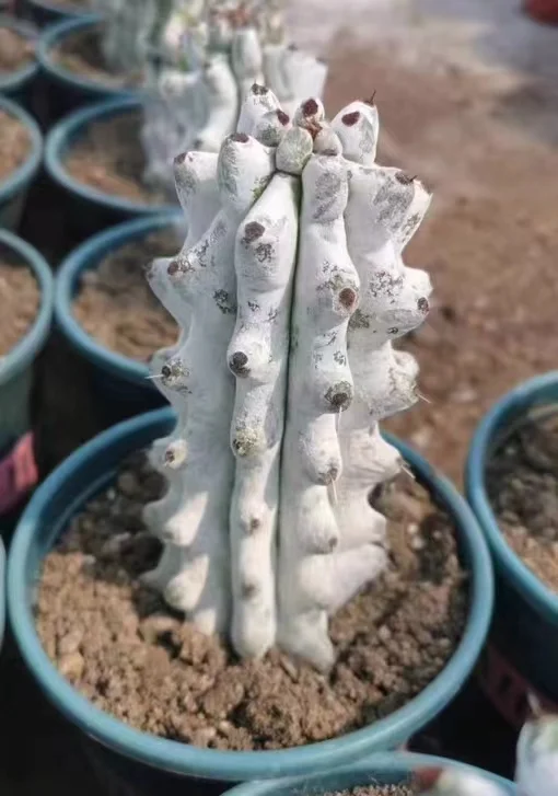 plant Aeonium Echeveria Haworthia  Caudex  Lithops Cactus  Agave 